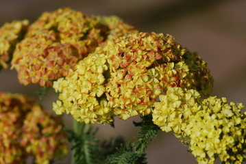 Gemeine Schafgarbe  gelb (Achillea millefolium)