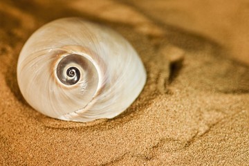 conchiglia nella sabbia
