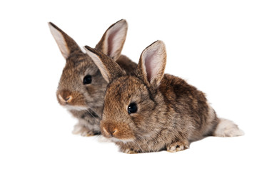 Two bunnies