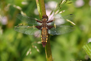 Plattbauchlibelle / Broad-bodied Chaser (Libellula depressa)