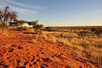 dune rosse del kalahari al tramonto - obrazy, fototapety, plakaty