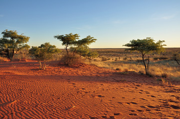 sabbia ed arbusti delle dune rosse del kalahari al tramonto