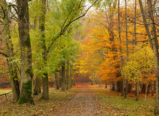 Pathway in the autumn forest