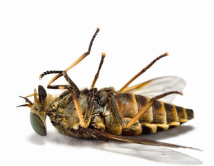 dead insects 1