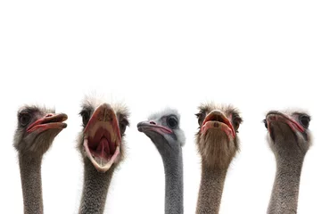 Fotobehang Struisvogel vijf struisvogelkoppen