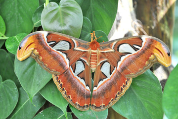 Farfalla Cobra Attacus atlas