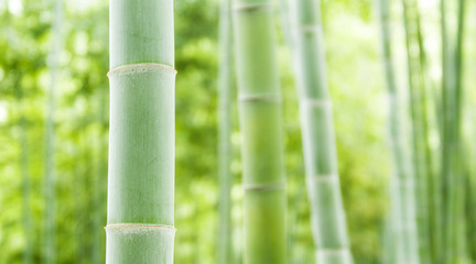 Bamboo forest, natural green background