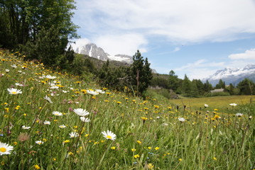 Blumenwiese