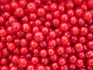 red currants