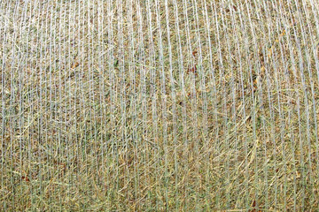 background texture of new hay
