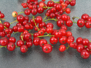 Ribisel - Rote Johannisbeer