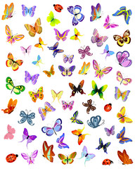 Fototapeta premium insects