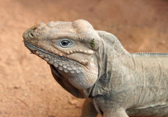 Hungriger Nashornleguan