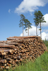 Fototapeta premium Stack of Timber Logs at Summer