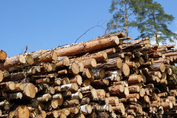 Fototapeta premium Stacked Wood Logs With Pine Trees