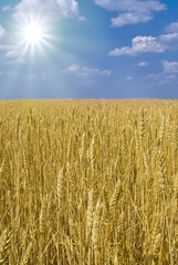 Boundless field of wheat and sun