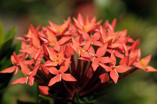 ixora