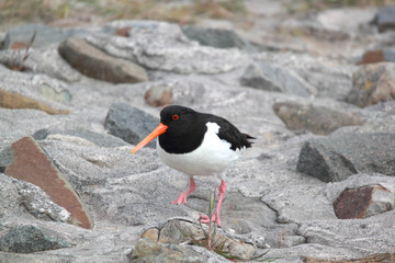 oyster-catcher