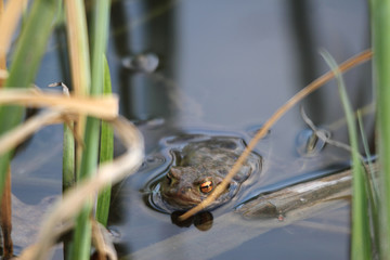 frog between reed