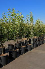 poiriers en conteneur