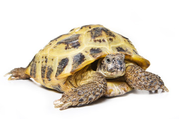 Naklejka premium Turtle isolated on white background