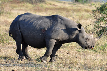 Africa Big Five: Black Rhinoceros