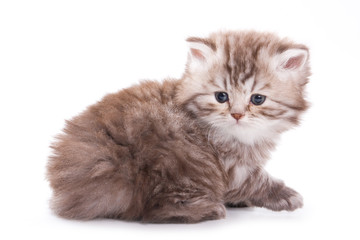Little kitten on white background