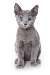 Russian blue kitten on white
