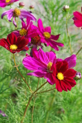 Obraz premium Czerwony kubek (Cosmos bipinnatus)