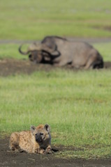 Hyena with Buffalo in the background in Lake Nakuru Park