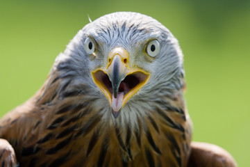 Red Kite