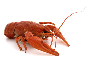 Ecrevisse sur fond blanc