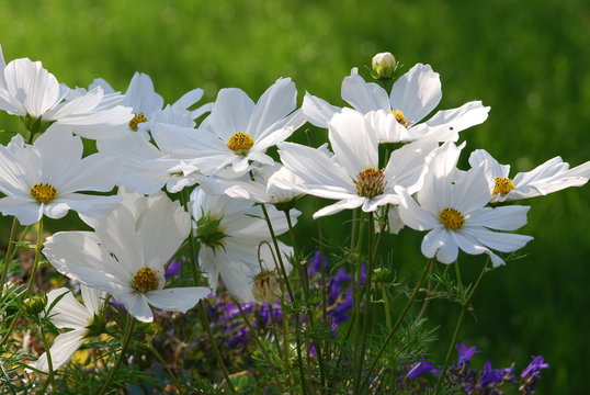 Wei&szlig;es Schmuckk&ouml;rbchen (Cosmos bipinnatus)