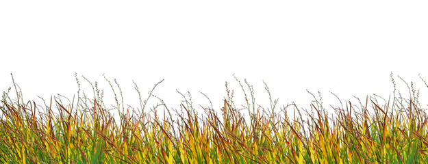 Herbe colorée détourée