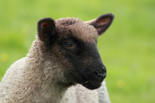 brown lamb