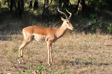 Naklejka na ściany i meble Africa Wildlife: Impala