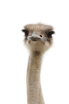 young female ostrich isolated