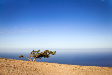 Lonely tree