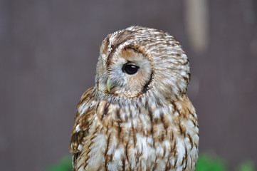 Kuk! Staring braun owl