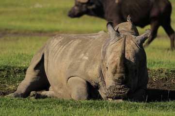 Naklejka premium Rhinoceros (Rhinocerotidae), lake Nakuru, Kenya
