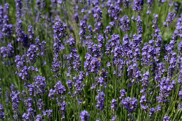 Obraz premium Lavendel