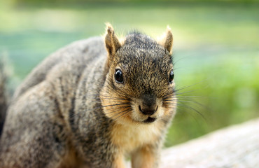Grey Squirrel Portrait