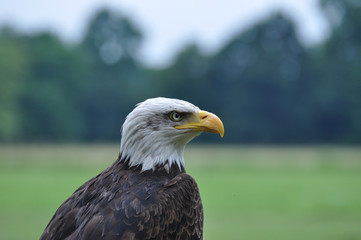 BALD EAGLE PORTRAIT