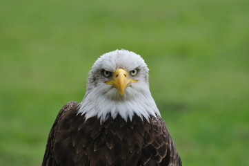BALD EAGLE PORTRAIT