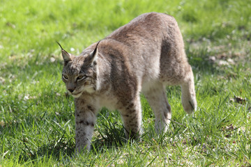 juvenile lynx photo