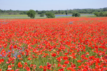 coquelicots 43