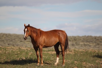 Obraz premium Dzikie Mustangi z McCullough Peak