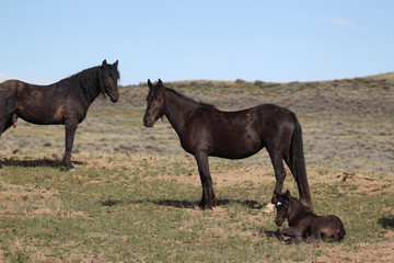 Fototapeta premium Wild Mustangs of McCullough Peak