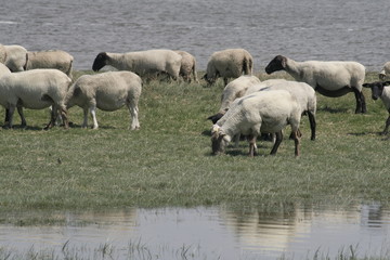 Fototapeta premium les moutons de prés salés