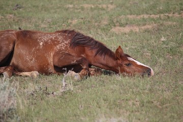 Fototapeta premium Wild Mustangs of McCullough Peak